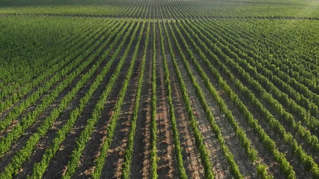 Flying over the green plantations of fruit trees. Aerial shot