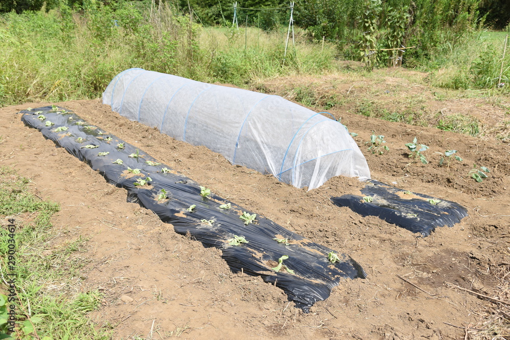 Sticker Lettuce cultivation / Kitchen garden / Creating good soil is important. Plow well to make excellent soil.