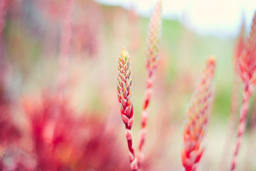 beautiful floral background green coral soft colors concept daydreaming, nostalgia, daydreaming