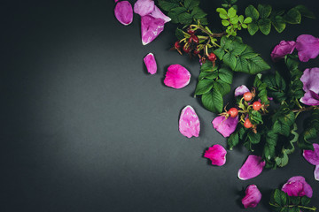 Dog rose, rosehip branch with berries, briar leaves