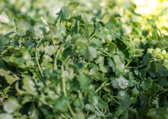Stack of greenery or coriander at market. Bunch of fresh greens for sale.