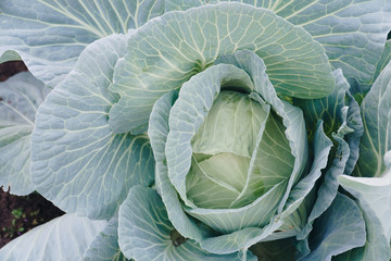 Obraz premium head of cabbage in a garden close-up