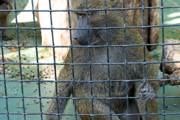 sad orangutan locked in cage. A Monkey in the zoo.