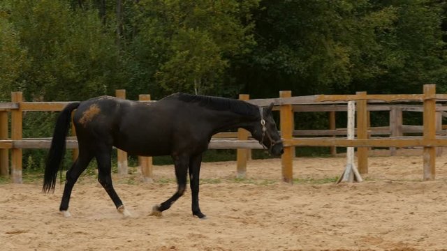 Black horse walks in the aviary tracking shot, slow motion
