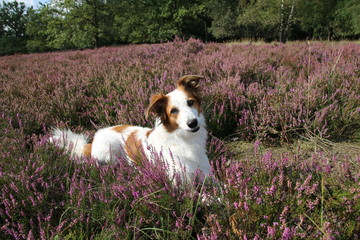 Hund Leila posiert vor der blühenden Heide.