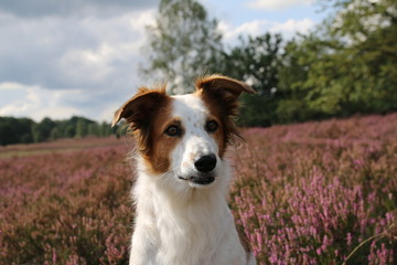 Hund Leila posiert vor der blühenden Heide.