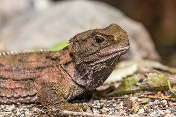 Tuatara