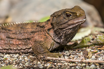 Tuatara
