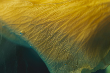 Extreme close-up yellow petal in blue water