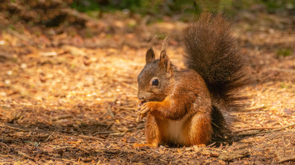 Süßes Eichhörnchen im Wald ( Doniswald ) bei Königsfeld im Schwarzwald futtert Erdnuss