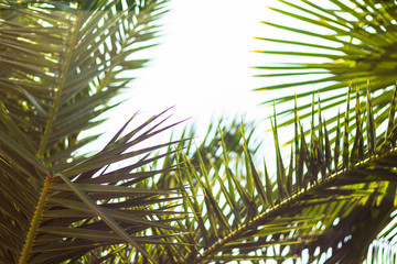 Palm leaves against the sky. Defocused abstract tropical background, soft light.