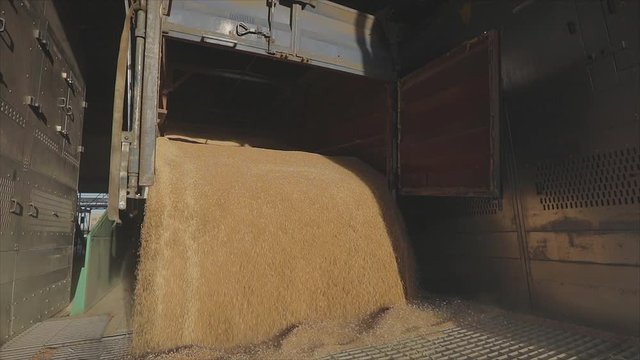 Unloading wheat in a warehouse with a car. Unloading wheat from a truck. Loading wheat into a silo