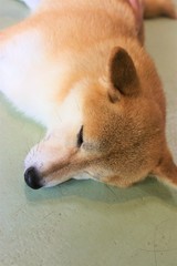 横になる柴犬