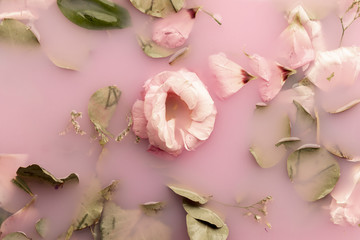 Flat lay pink roses in pink water