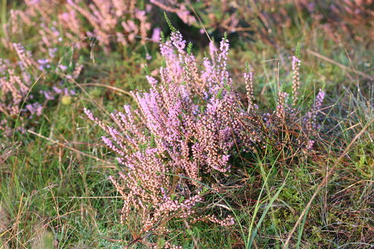 Lila bl&uuml;hendes Heidekraut