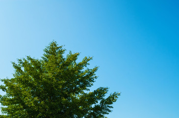 Obraz premium 木 空 素材