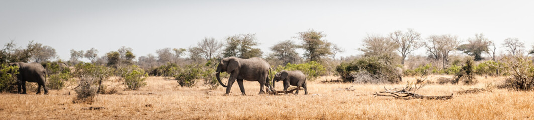 Obraz premium Panorama of Elephants with baby in Kruger national park, south africa