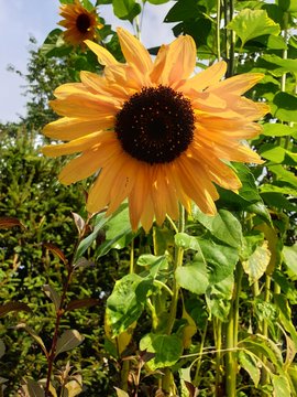 sunflower in the garden
