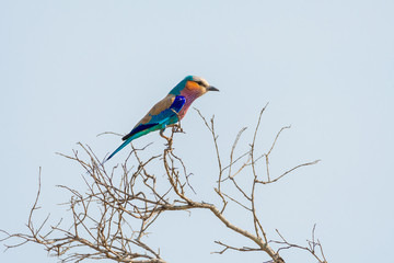 colorful bird ( Lilac breasted Roller) in Kruger national park. South Africa