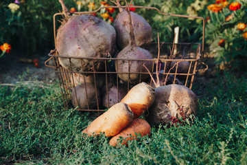 Autumn harvest of vegetables in your own garden