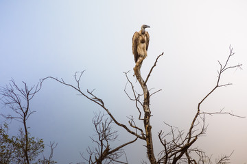White backed Vulture during dawn on tree. Kruger national park, south africa