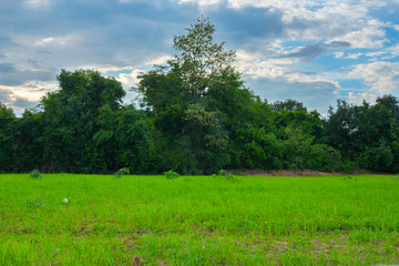 tree in a field