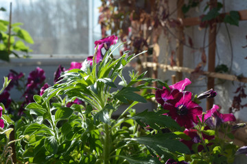 Balcony garden with wild and cultivated plants.