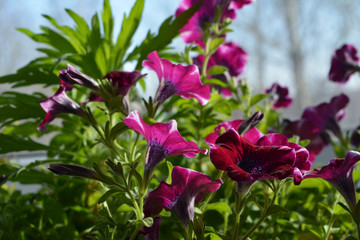 Obraz na płótnie Canvas Purple petunia flowers. Beautiful balcony greening by blooming plants.