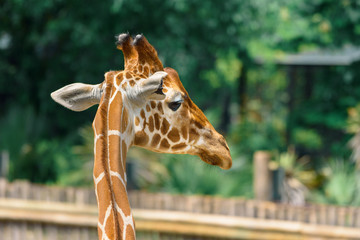 Close up Portrait of single giraffe.