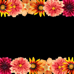 Beautiful floral background of dahlia, gazania and purslane. Isolated