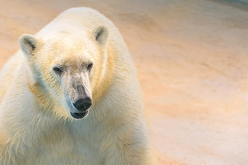 Portrait of Polar bear in the zoo.