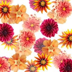 Beautiful floral background of dahlia, gazania and purslane. Isolated