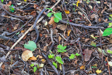 Fallen leaves, dry branches, needles on the ground in a summer forest.