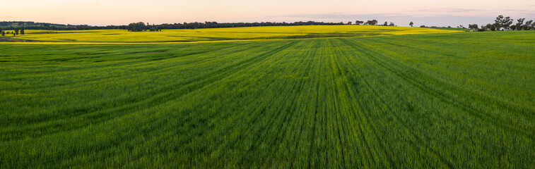 Canola Crops Western Australia
