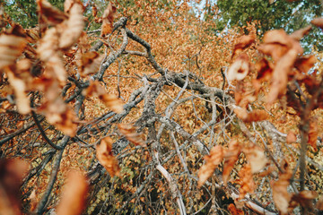 branches of dry tree and yellow autumn leaves close-up