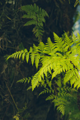 fern in forest closed up portrait