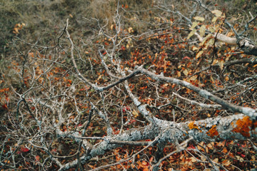 branches of dry tree and yellow autumn leaves close-up