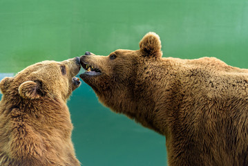 Portrait of cute couple of brown bears in the zoo.