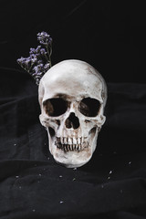 Concept with skull and dry flowers