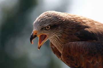 portrait of buzzard