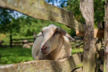 Sheep looking bored