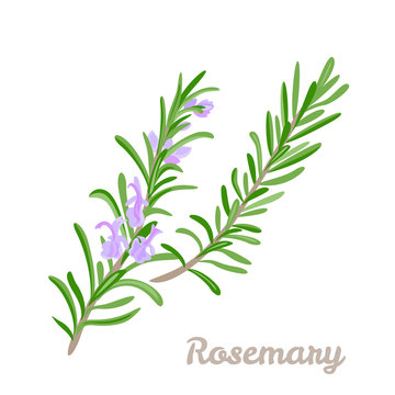 Branch of blooming rosemary isolated on white background. Vector illustration of fragrant herbs, fragrant spices in cartoon simple flat style.