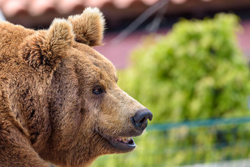 Portrait of brown bear in the zoo.