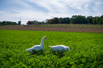 free-living geese eco