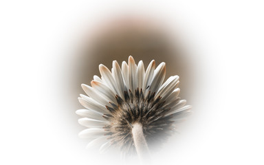 Retro styled beige white toned beautiful white daisy or gerbera background. Back view.  Selective focus.