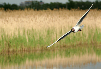 A seagull flying with a wide flap of the wing over the water in summer.