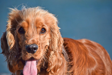 cocker spaniel sitting in front of white background