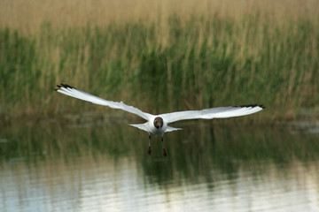A seagull flying with a wide flap of the wing over the water in summer.