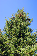 Evergreen tree spruce with fruit type sideways