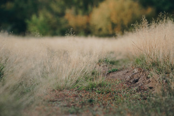 Fototapeta na wymiar Autumn withered grass closeup with blurred background